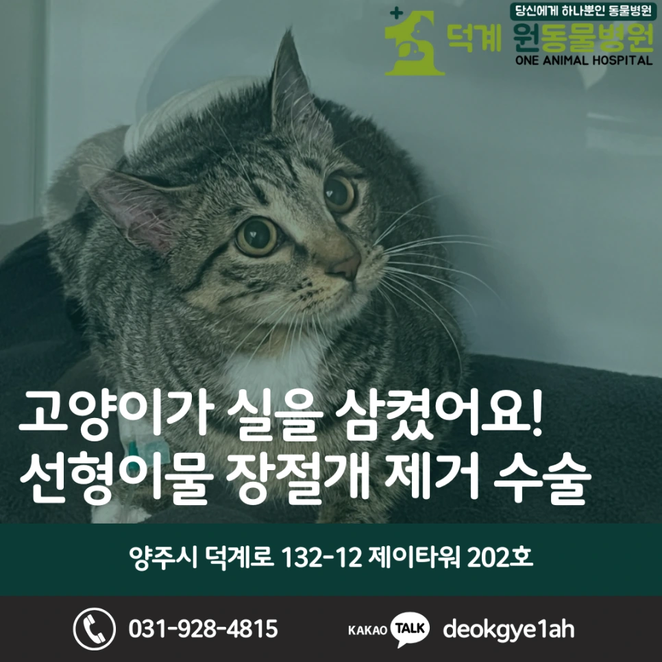 실을 삼킨 고양이, 선형이물 장절개 수술 블로그 대표 이미지