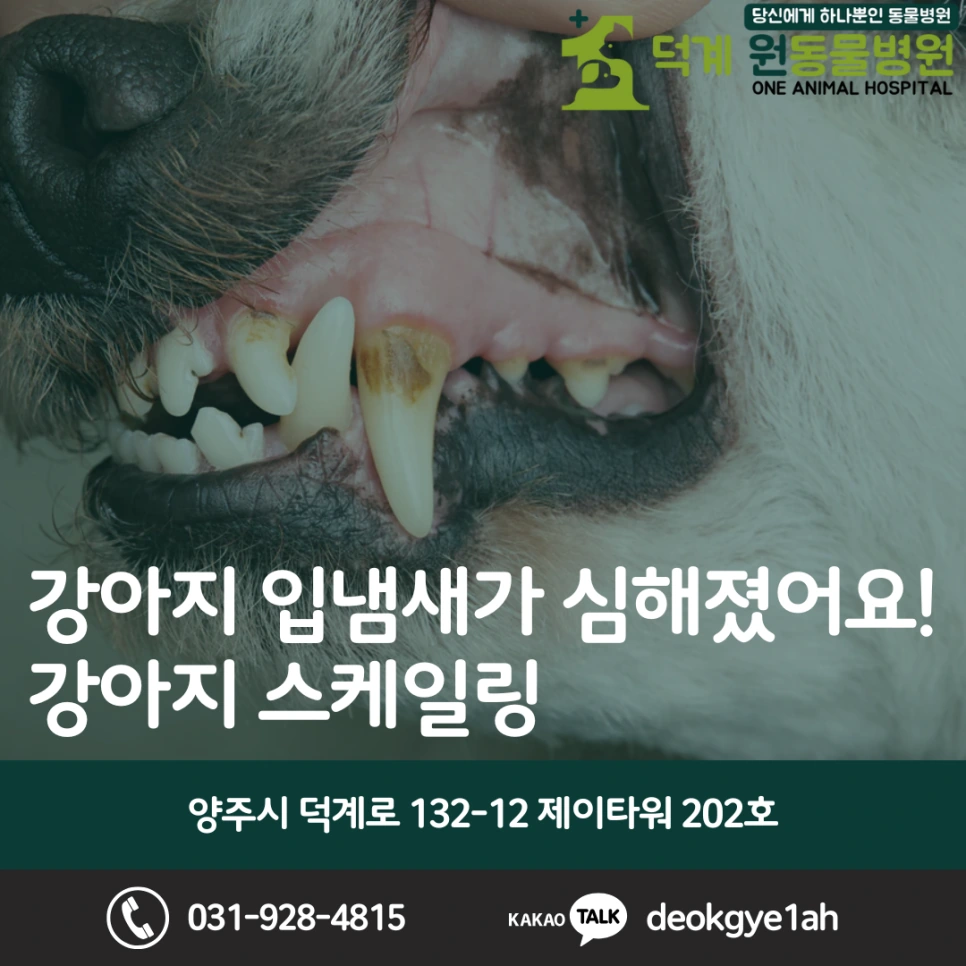 강아지 구취, 스케일링 진료 사례 블로그 대표 이미지