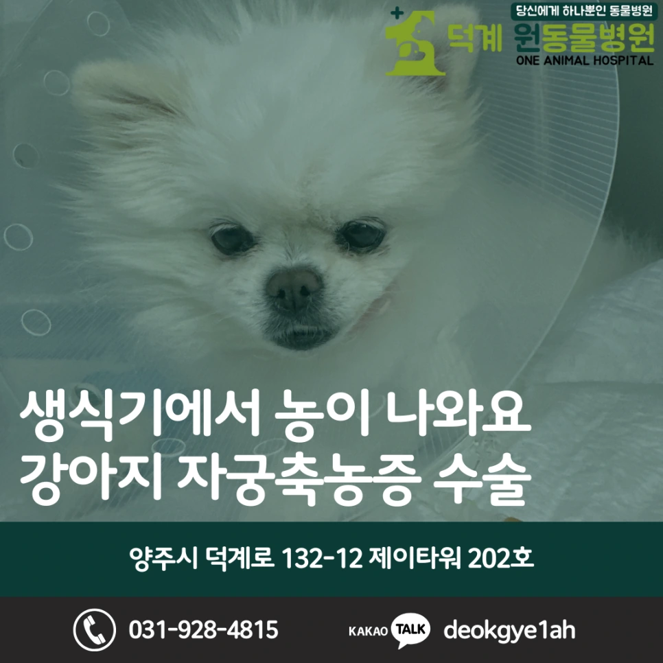강아지 자궁축농증 수술 사례 블로그 대표 이미지