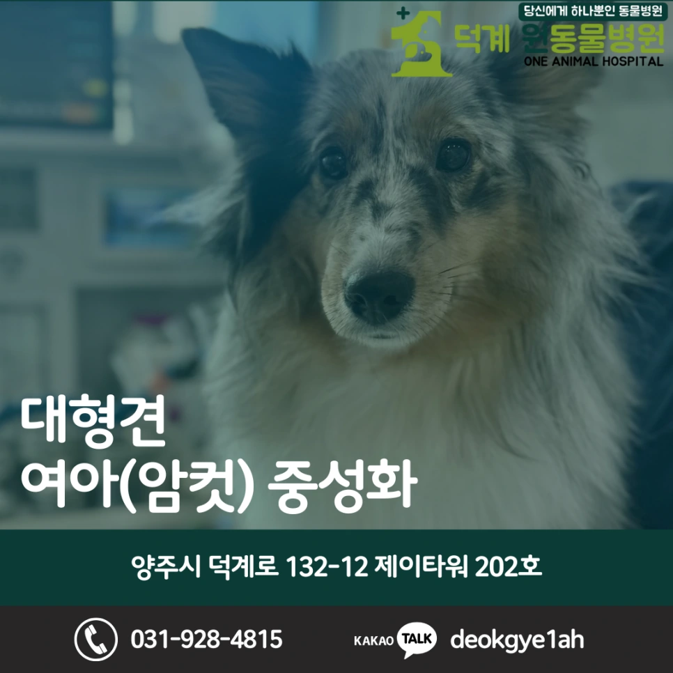 대형견 여아 중성화 수술 블로그 대표 이미지
