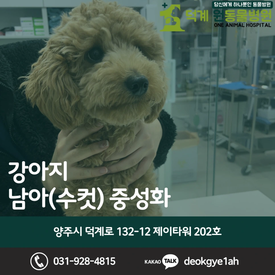 강아지 남아 중성화 진료 사례 블로그 대표 이미지