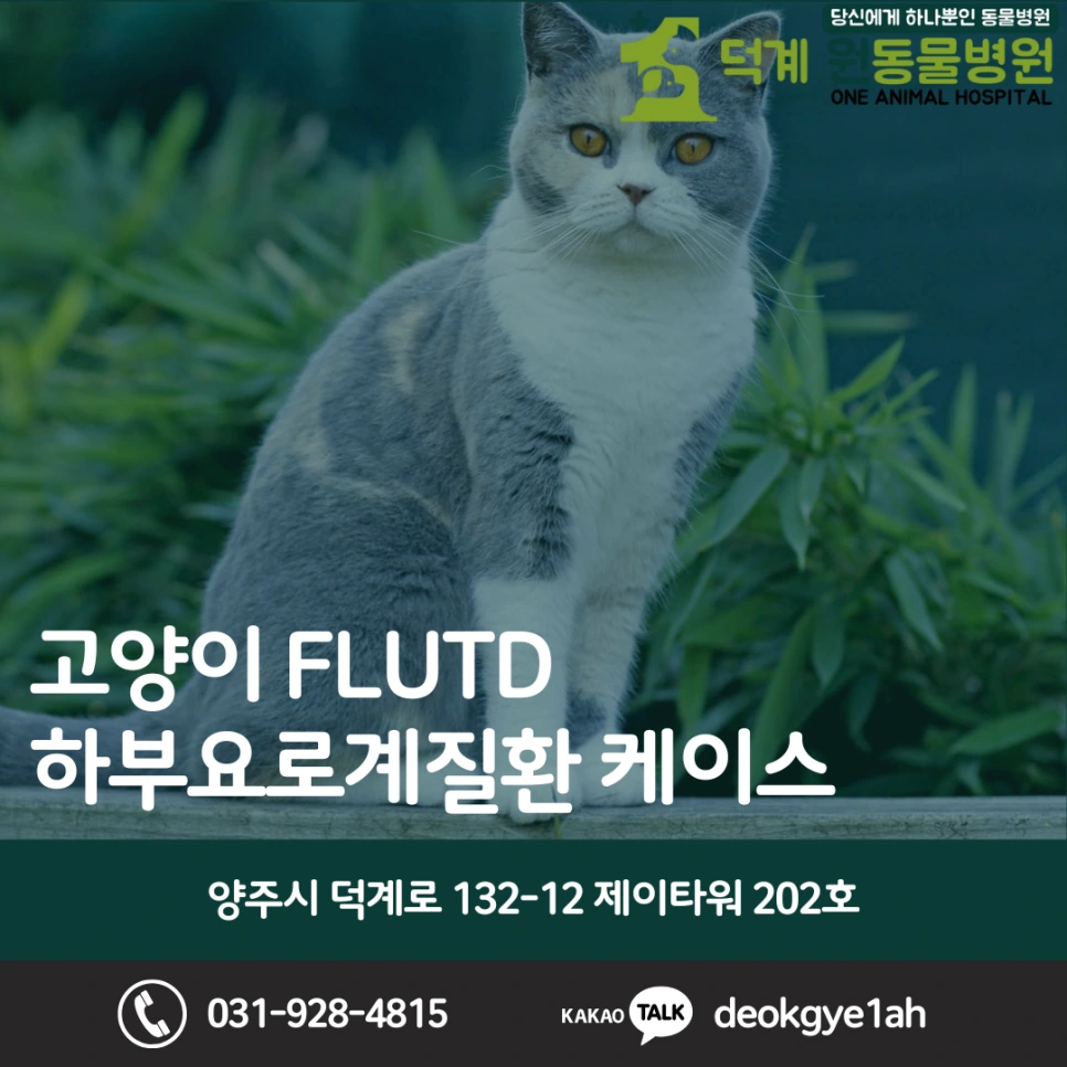 고양이 혈뇨·배뇨곤란 진료 사례 블로그 대표 이미지