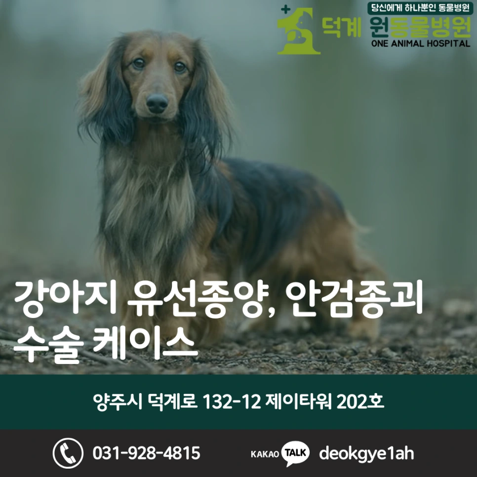 강아지 유선종양·안검종괴 제거 수술 블로그 대표 이미지