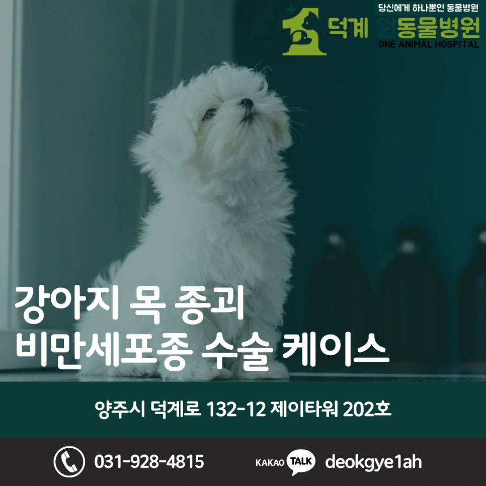 강아지 피부 혹, 비만세포종 수술 블로그 대표 이미지