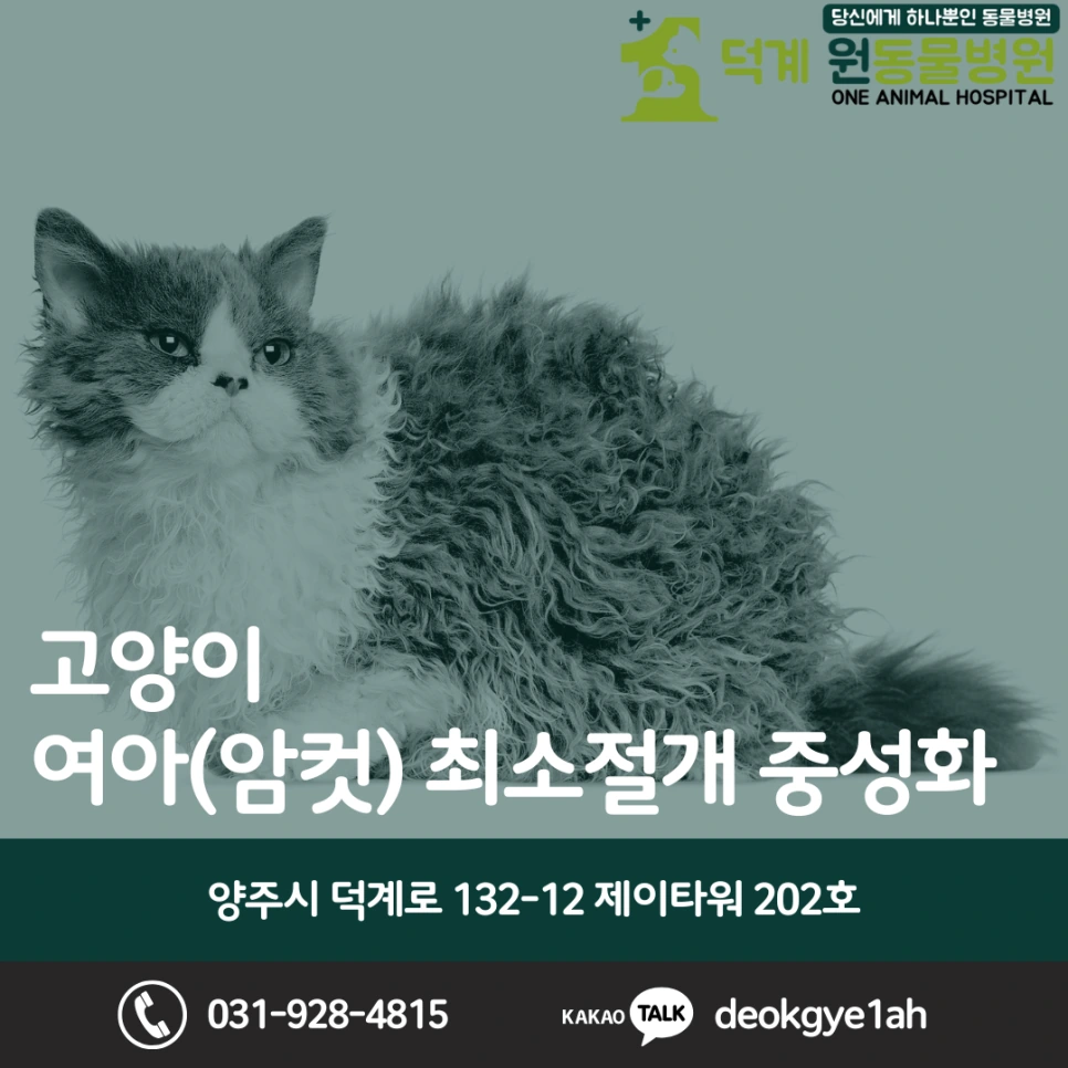 고양이 여아 최소절개 중성화 블로그 대표 이미지