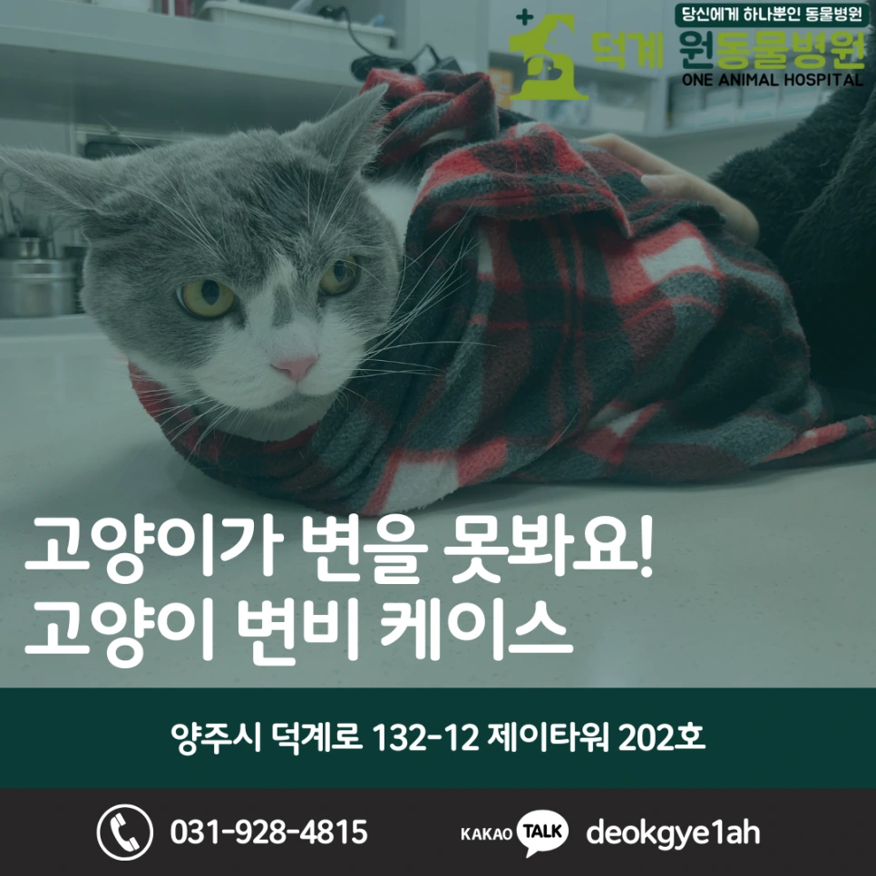 고양이 변비 진료 사례 블로그 대표 이미지