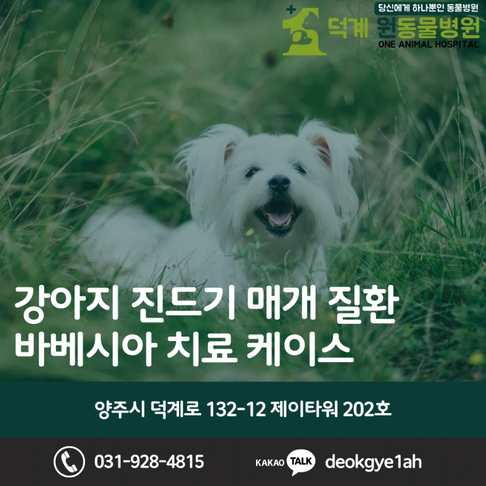 강아지 진드기매개질환, 바베시아 블로그 대표 이미지