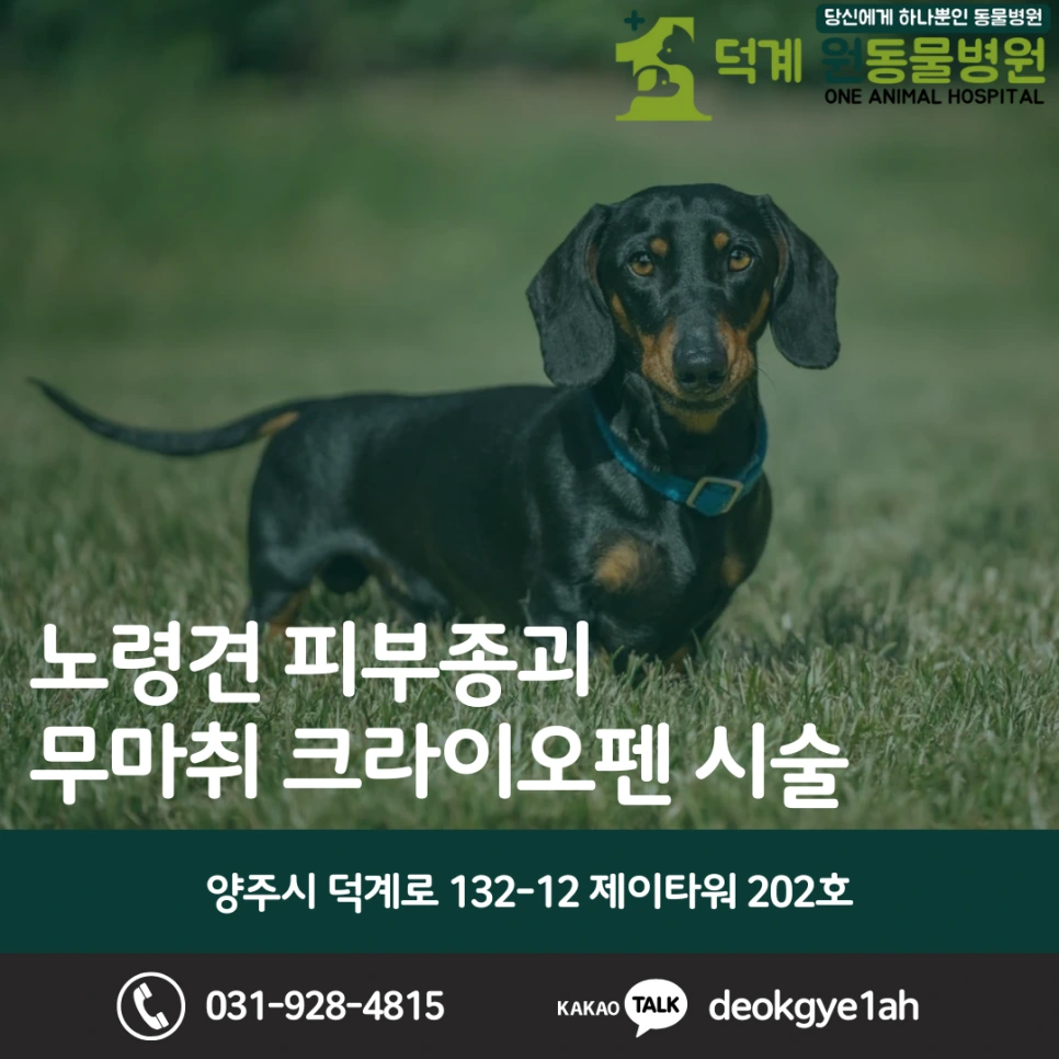 노령견 피부종괴, 냉동치료 크라이오 시술 블로그 대표 이미지