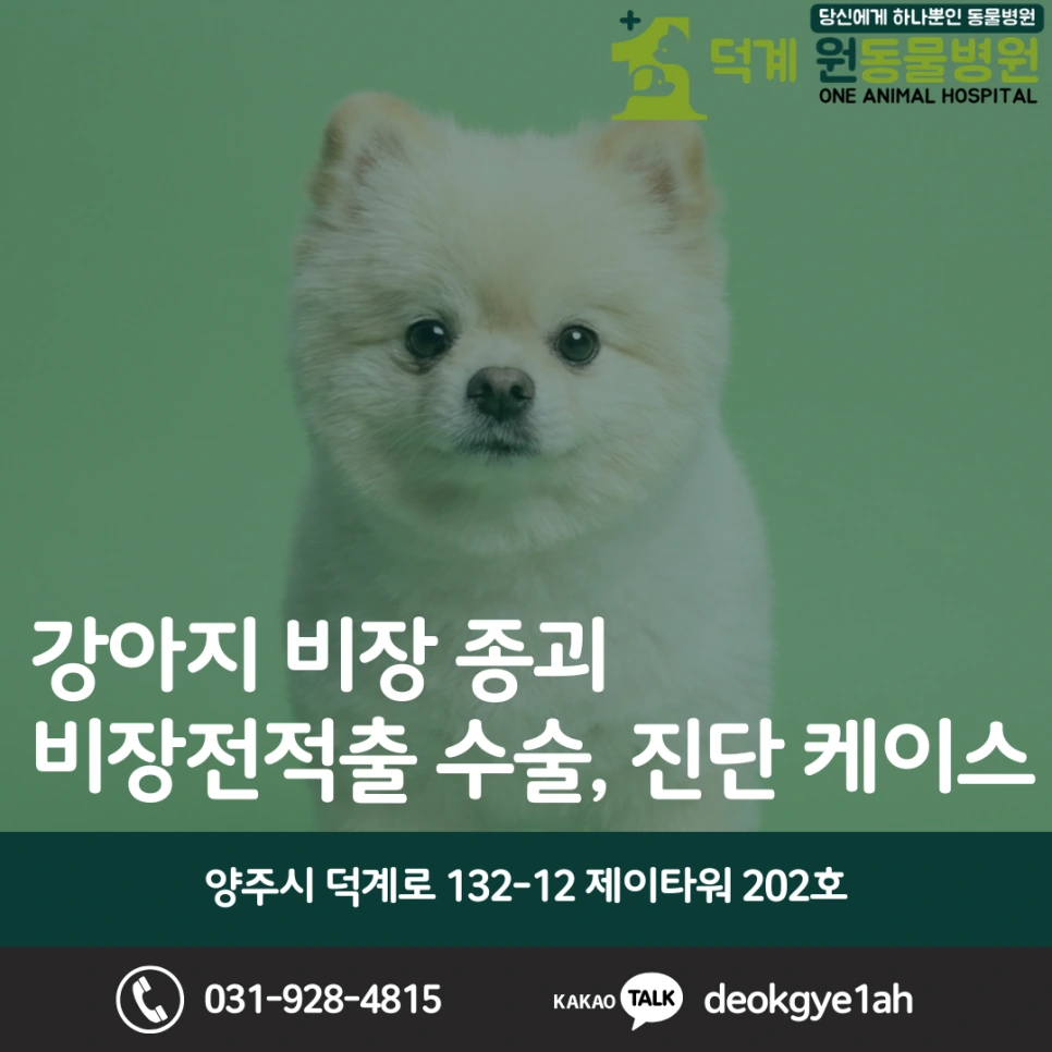 강아지 비장종괴, 비장전적출 수술 블로그 대표 이미지