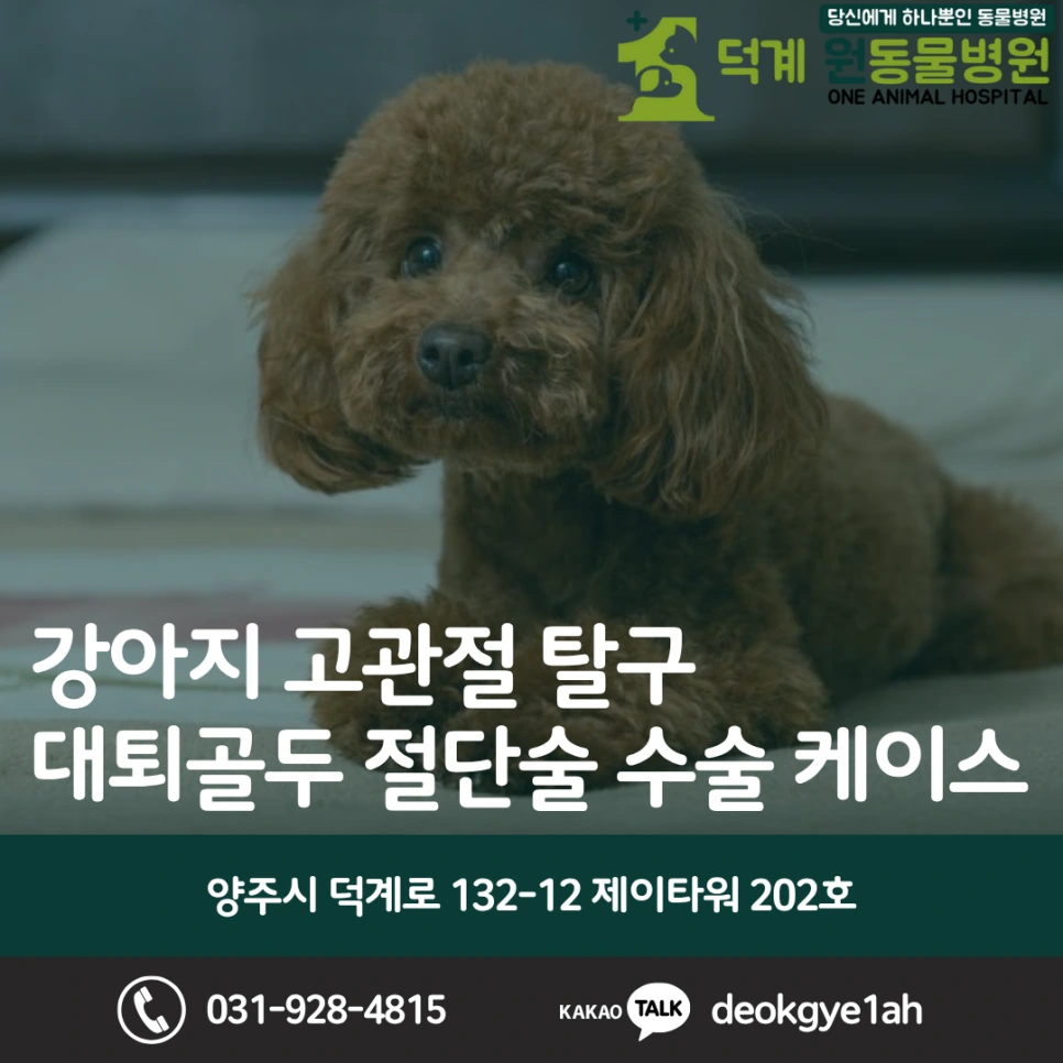 강아지 고관절 탈구, 대퇴골두 절단술(FHNO) 블로그 대표 이미지