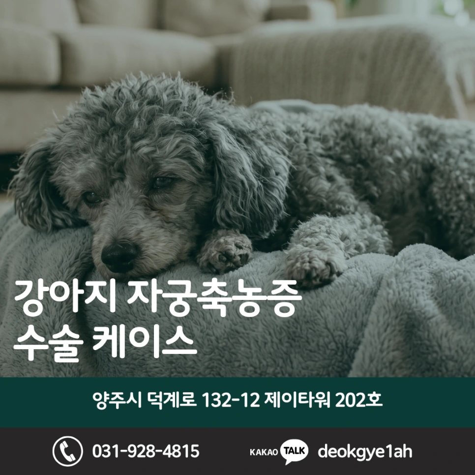 생리 직후 식욕부진, 강아지 자궁축농증 수술 블로그 대표 이미지