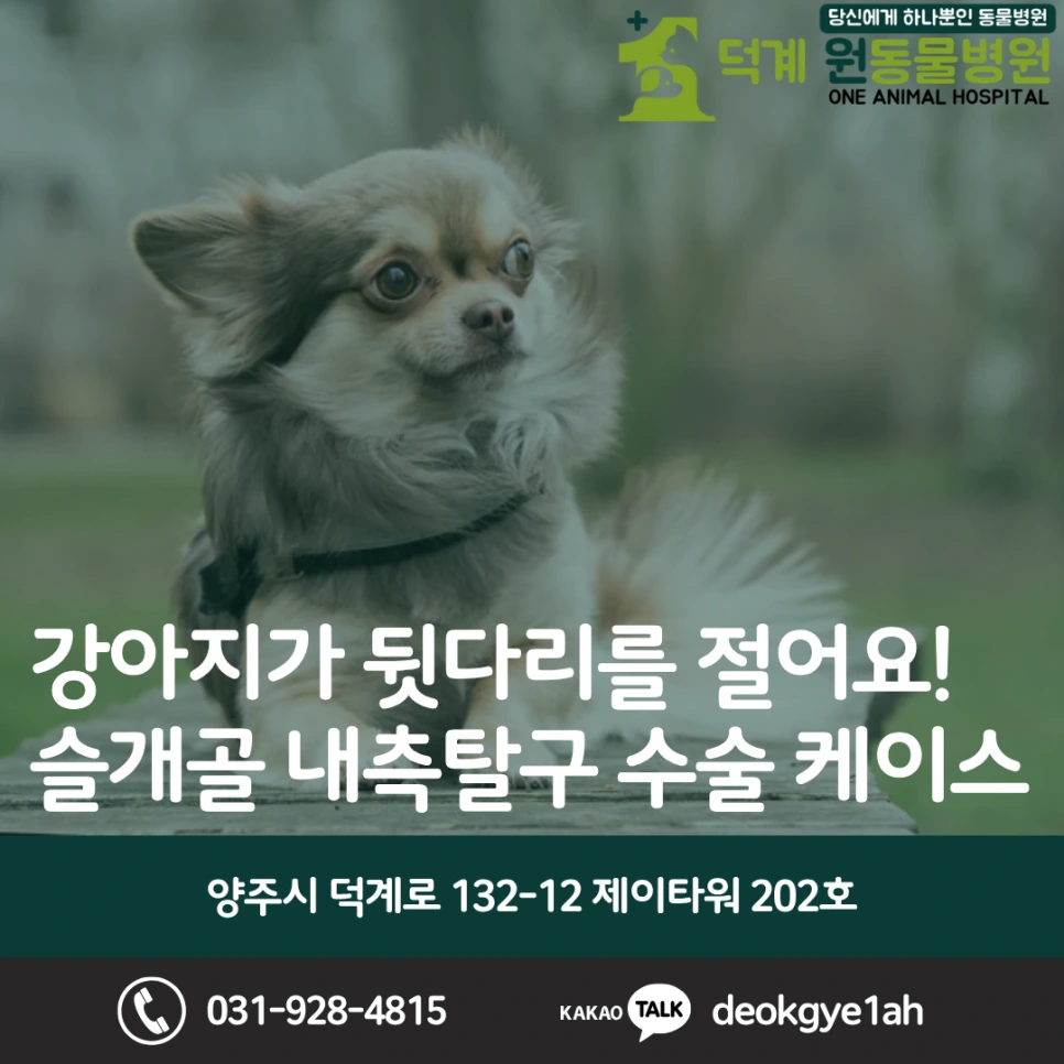 강아지 슬개골 탈구(MPL) 수술적 교정 블로그 대표 이미지